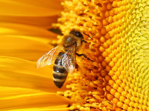 Honeybee collecting nectar from a sunflower. Image credit: 
					pxfuel.com