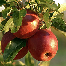 Apples.